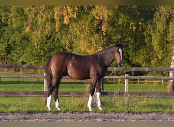 Freiberger, Hengst, Veulen (04/2025), Donkerbruin