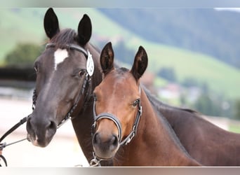 Freiberger, Hingst, Föl (04/2024), Brun