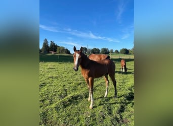 Freiberger, Hingst, Föl (04/2024), Brun