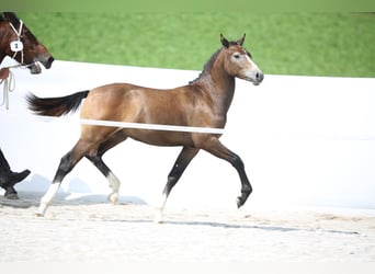 Freiberger, Hingst, Föl (03/2024), Grå