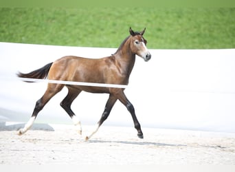 Freiberger, Hingst, Föl (03/2024), Grå