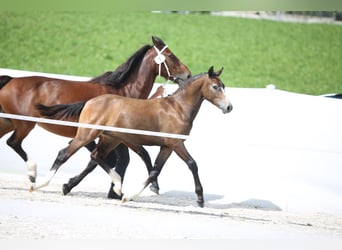 Freiberger, Hingst, Föl (03/2024), Grå