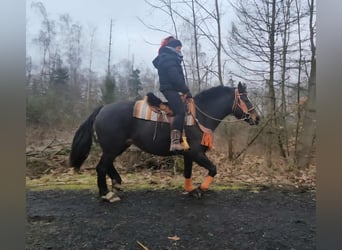 Freiberger, Klacz, 10 lat, 160 cm, Gniada