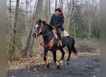 Freiberger, Klacz, 10 lat, 160 cm
