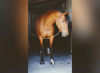 Freiberger, Klacz, 10 lat, Gniada