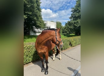 Freiberger, Klacz, 11 lat, 155 cm, Gniada