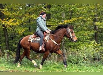 Freiberger, Klacz, 12 lat, 155 cm, Gniada