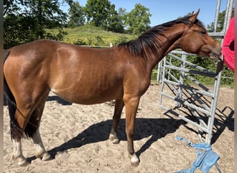 Freiberger, Klacz, 2 lat, 154 cm, Gniada