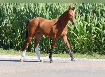 Freiberger, Klacz, 2 lat, 157 cm, Gniada