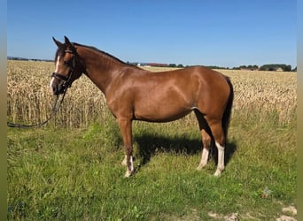 Freiberger, Klacz, 3 lat, 148 cm, Gniada