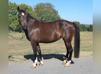 Freiberger, Klacz, 3 lat, 156 cm