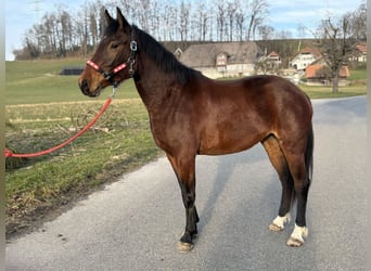 Freiberger, Klacz, 3 lat, 158 cm, Gniada