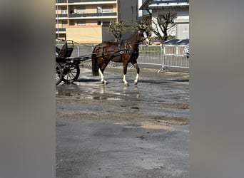 Freiberger, Klacz, 3 lat, 158 cm, Kasztanowata