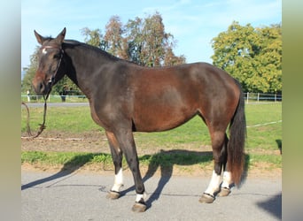 Freiberger, Klacz, 3 lat, 158 cm, Skarogniada