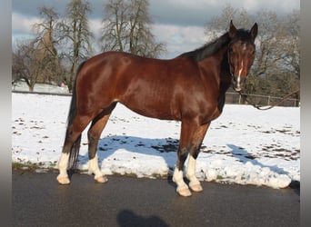 Freiberger, Klacz, 4 lat, 150 cm, Gniada