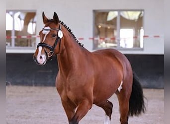 Freiberger, Klacz, 4 lat, 153 cm, Gniada