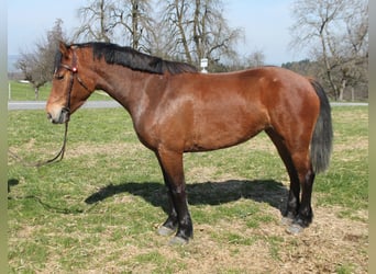Freiberger, Klacz, 4 lat, 154 cm, Gniada