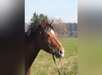 Freiberger, Klacz, 4 lat, 154 cm, Gniada
