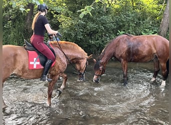 Freiberger, Klacz, 4 lat, 155 cm, Kasztanowata