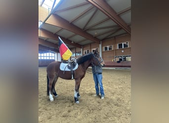 Freiberger, Klacz, 4 lat, 156 cm, Gniada