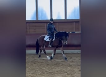 Freiberger, Klacz, 4 lat, 156 cm, Gniada