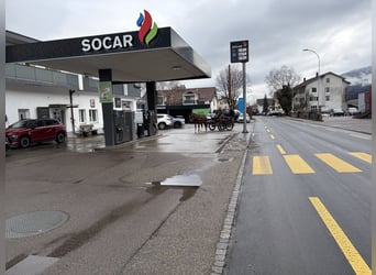 Freiberger, Klacz, 4 lat, 156 cm, Gniada