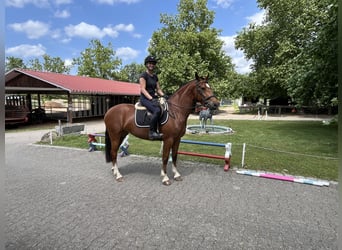 Freiberger, Klacz, 4 lat, 158 cm, Gniada