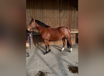 Freiberger, Klacz, 6 lat, 155 cm, Gniada