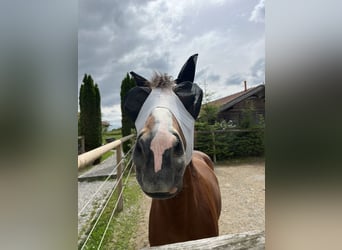 Freiberger, Klacz, 6 lat, 155 cm, Gniada