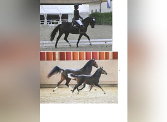 Freiberger, Klacz, 6 lat, 155 cm, Skarogniada