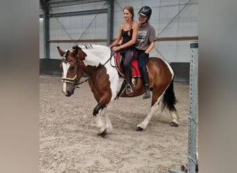 Freiberger Mix, Klacz, 6 lat, 155 cm, Srokata