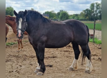 Freiberger Mix, Klacz, 6 lat, 161 cm, Kara