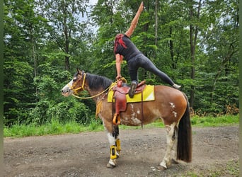 Freiberger Mix, Klacz, 7 lat, 155 cm, Srokata