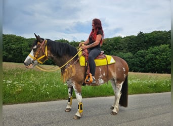 Freiberger Mix, Klacz, 7 lat, 155 cm, Srokata