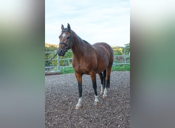 Freiberger, Klacz, 7 lat, 158 cm, Gniada