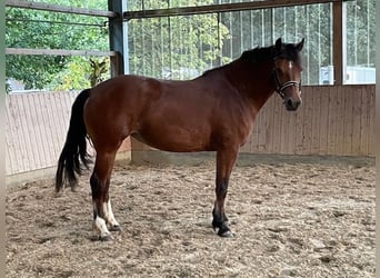 Freiberger, Klacz, 7 lat, 167 cm, Gniada