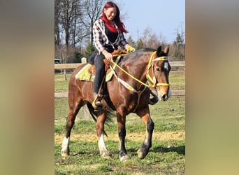 Freiberger, Klacz, 8 lat, 155 cm, Gniada