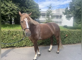 Freiberger, Klacz, 8 lat, 155 cm, Kasztanowata