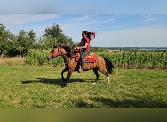 Freiberger, Klacz, 9 lat, 152 cm, Gniada