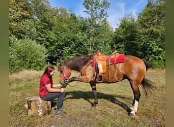 Freiberger, Klacz, 9 lat, 152 cm, Gniada