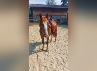 Freiberger, Klacz, 9 lat, 153 cm, Kasztanowata