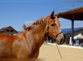 Freiberger, Klacz, 9 lat, 155 cm, Kasztanowata