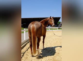 Freiberger, Klacz, 9 lat, 155 cm, Kasztanowata
