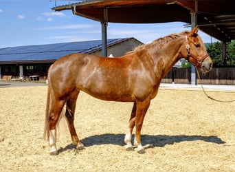Freiberger, Klacz, 9 lat, 155 cm, Kasztanowata