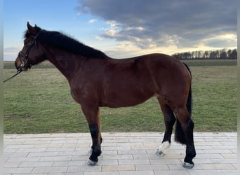 Freiberger, Mare, 10 years, 15,1 hh, Brown