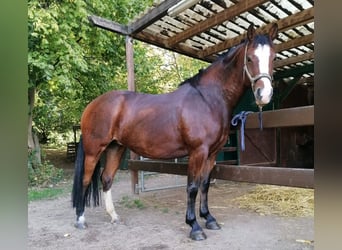 Freiberger, Mare, 10 years, 15.1 hh, Brown