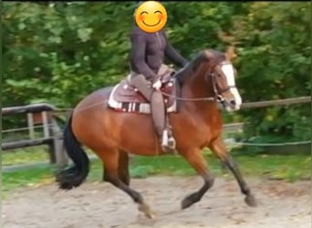 Freiberger, Mare, 10 years, 15.1 hh