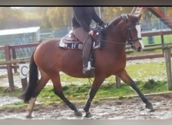 Freiberger, Mare, 10 years, 15.1 hh
