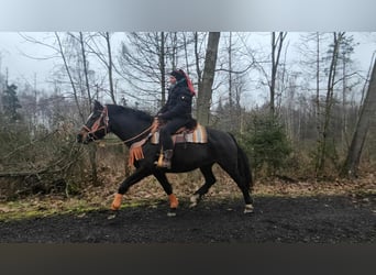 Freiberger, Mare, 10 years, 15.2 hh, Bay-Dark