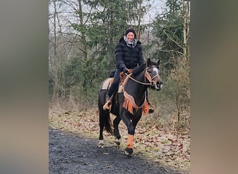 Freiberger, Mare, 10 years, 15.2 hh